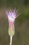 Le Conte's thistle